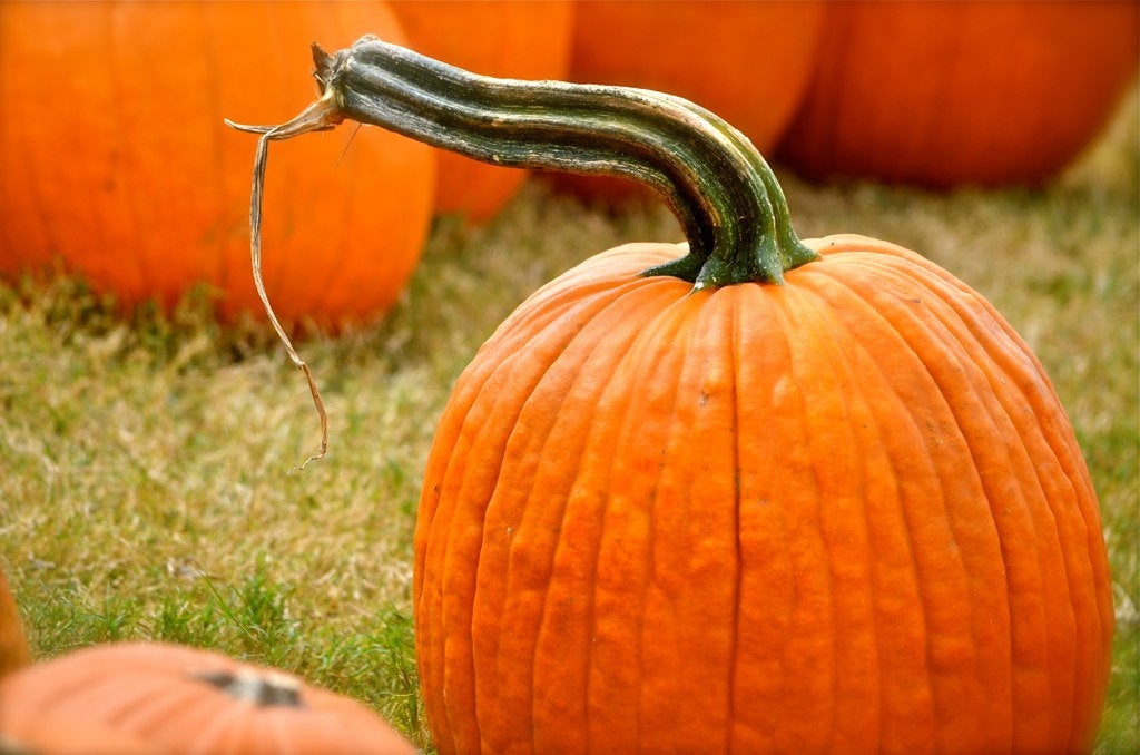 Fall Has Arrived and it’s Everything Pumpkins!