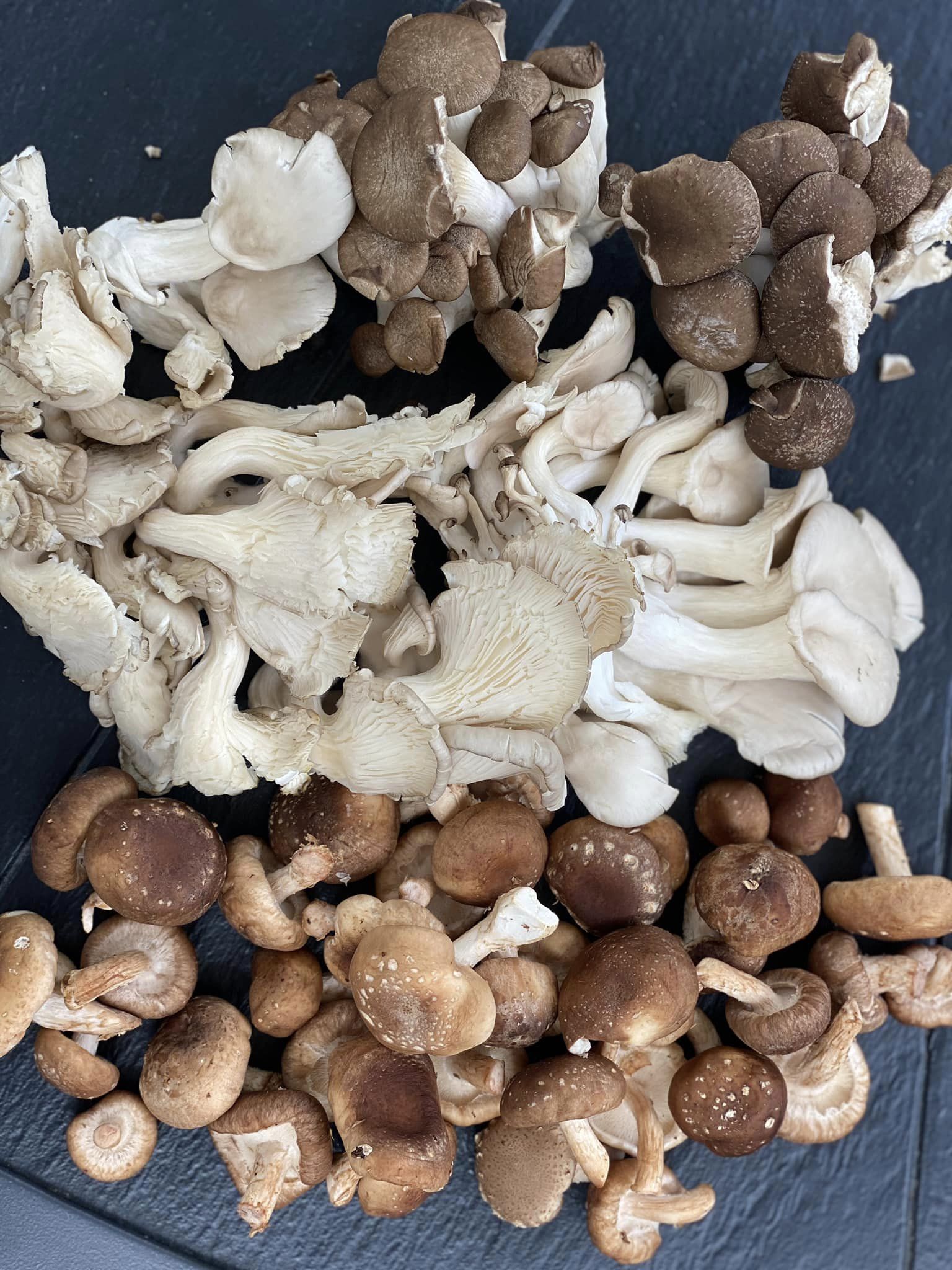 Reshi mushroom