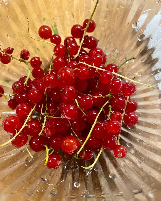 Exploring the Wonders of Red Currants