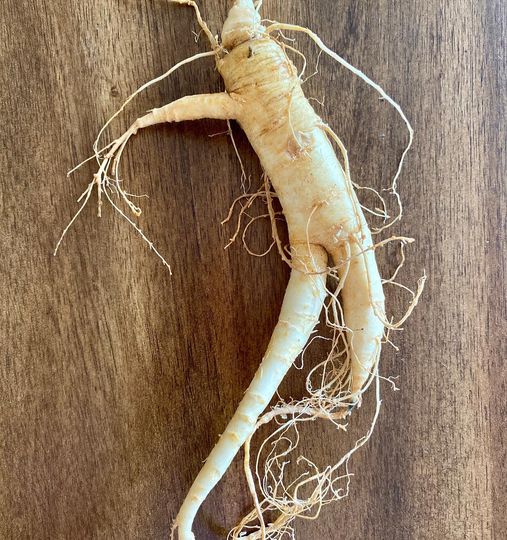 IMMUNE BOOSTING AMERICAN GINSENG ROOT