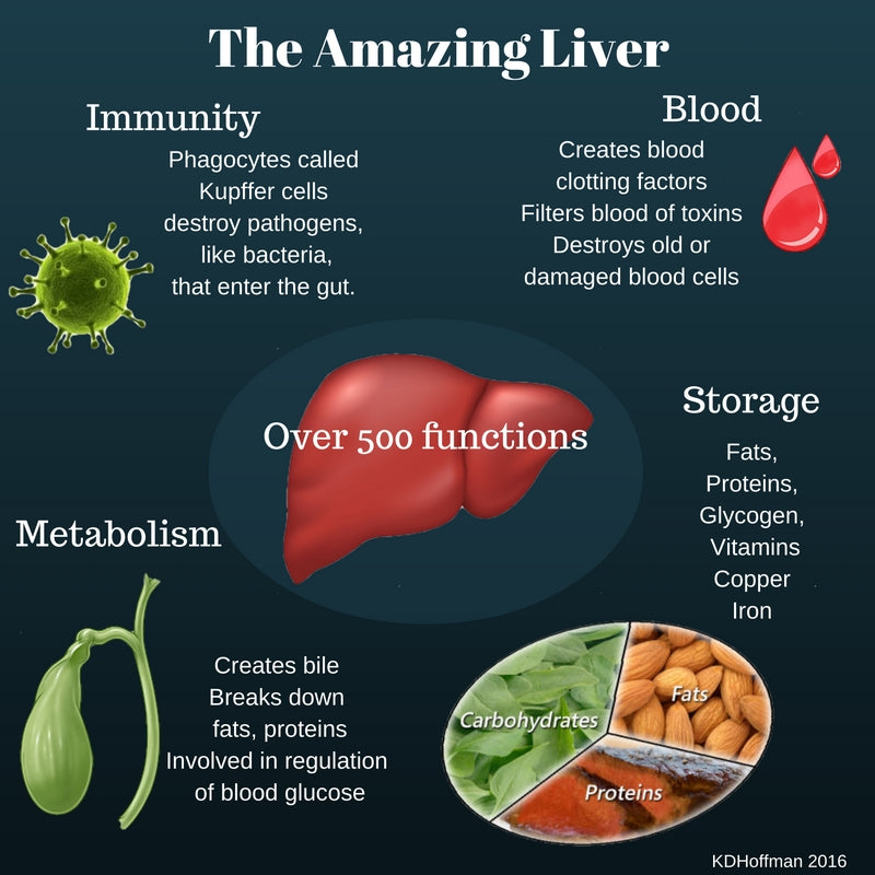 5 Things You Should Be Kind to Your Liver