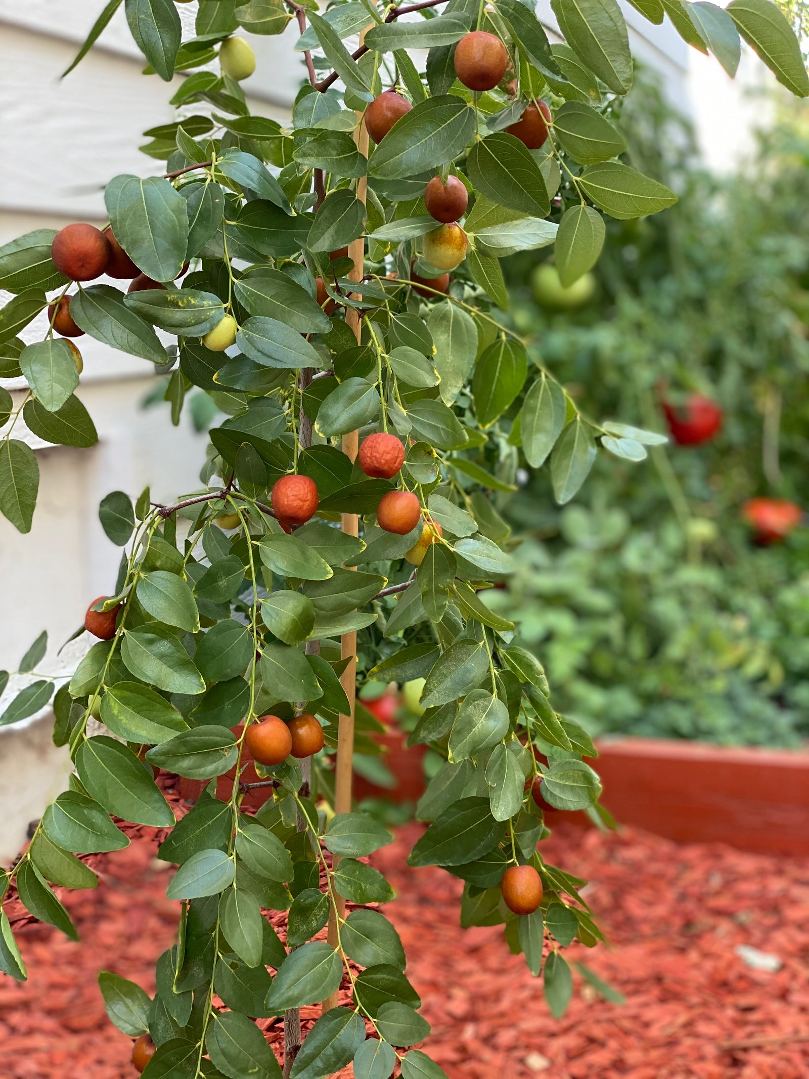 Pink your lips and glow your skin naturally, your beauty comes from inside out