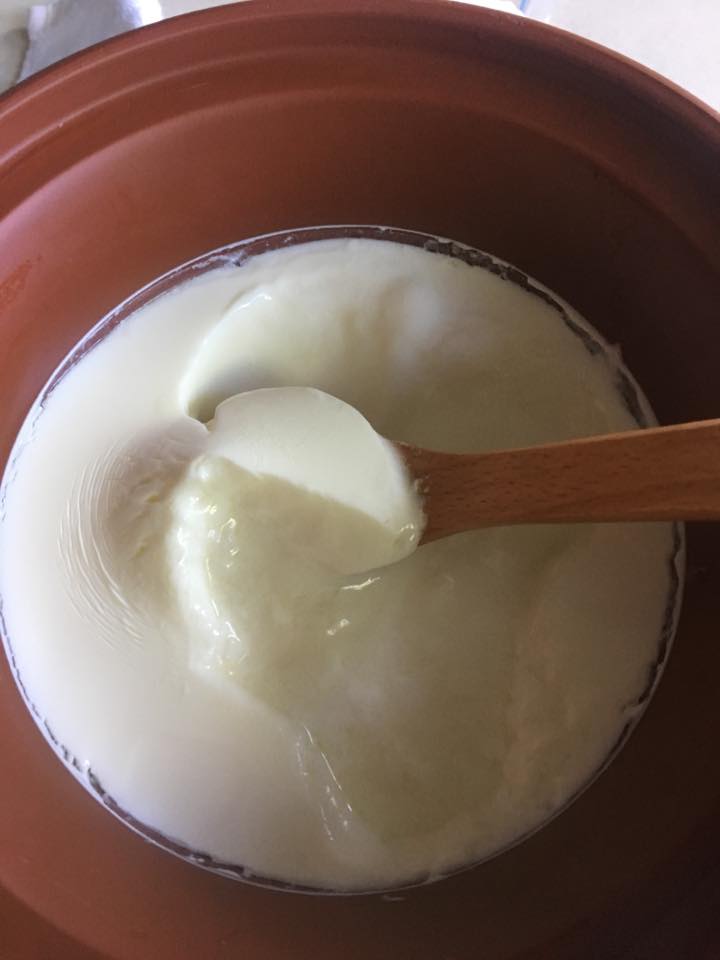 How to make L. Rueteri Yogurt in clay pot slow cooker