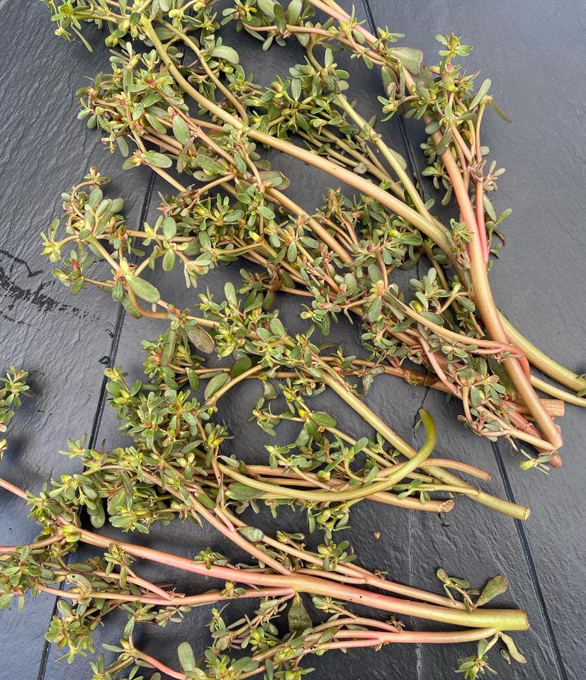 Amazing Purslane, an Edible Weed Grows in Your Backyard