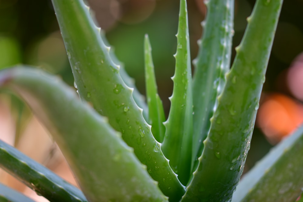 The Real Wonders of Aloe Are Unbelievable