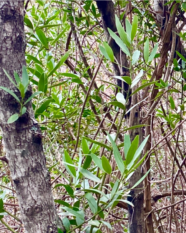 Bay Leaves Hidden Treasure Beyond the Kitchen