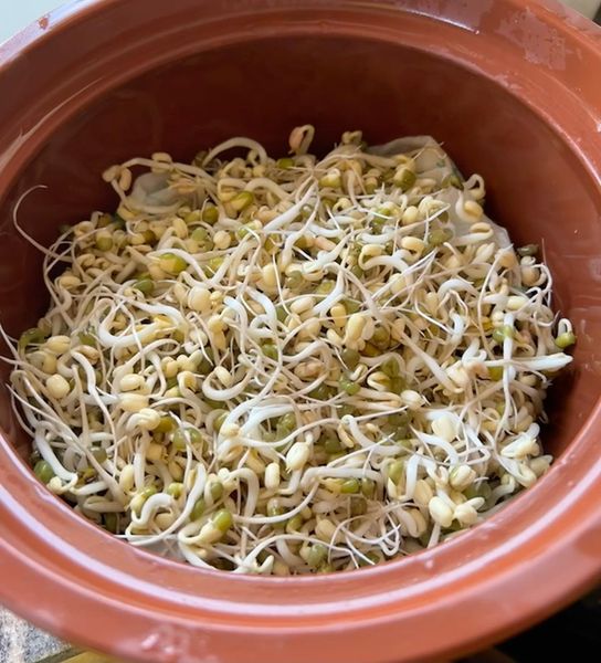 how to sprout mung beans in clay pot